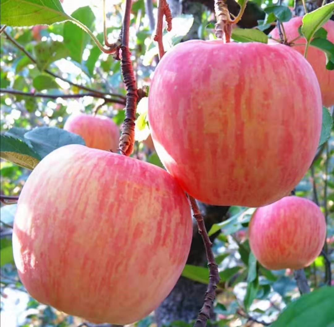 陕西咸阳马栏红长武红富士苹果新鲜蜜脆甜水水果礼品袋