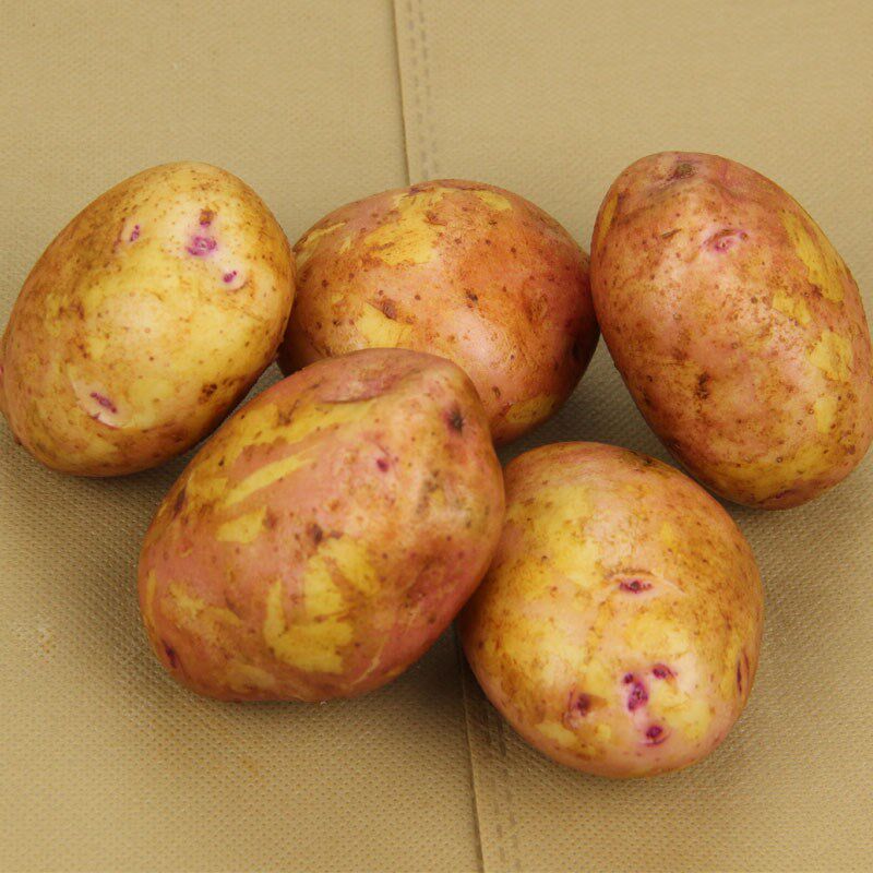 土豆红皮皮黄云南新鲜农家自种88号马铃薯现挖手机保护套