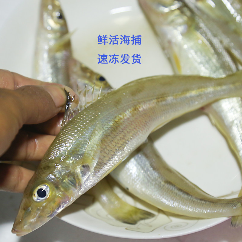 湛江江洪沙丁鱼新鲜鲜活野生沙尖鱼沙椎鱼海鲜巴沙鱼