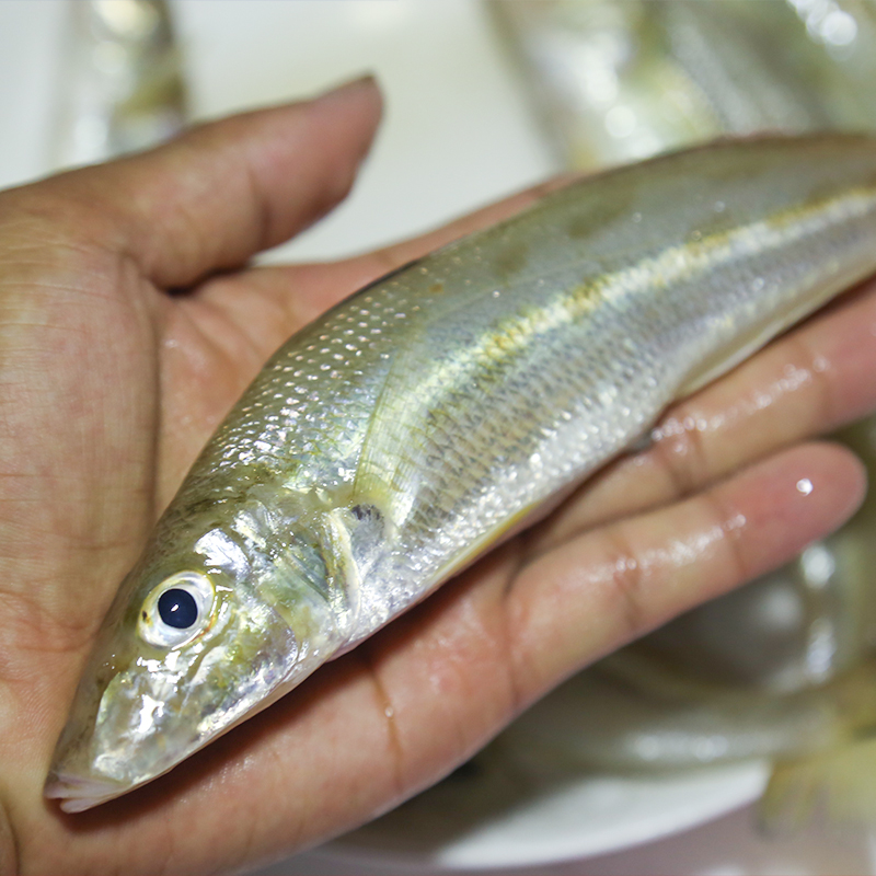湛江江洪沙丁鱼新鲜鲜活野生沙尖鱼沙椎鱼海鲜巴沙鱼