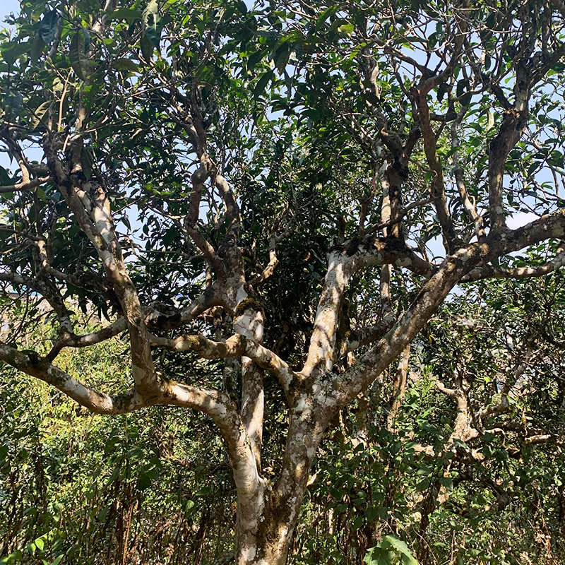 景迈山2021年头古树纯料云南普洱茶生茶200克茶饼普洱