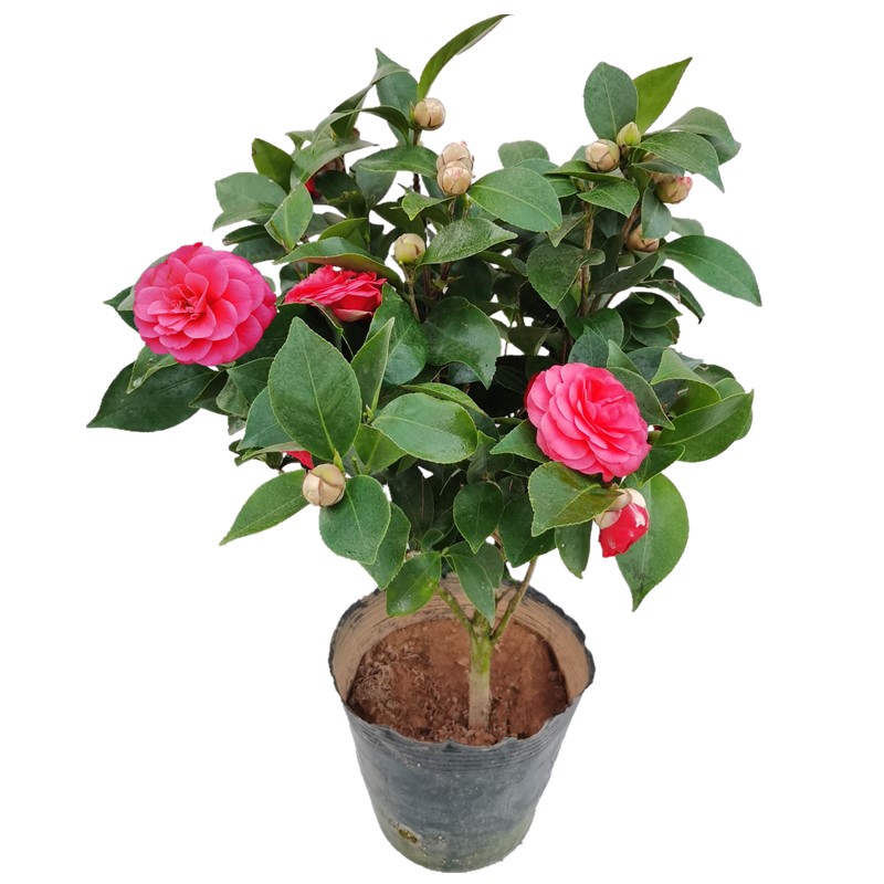 花卉红玉山茶室内盆栽茶花花苞四季绿植庭院时令草本花卉