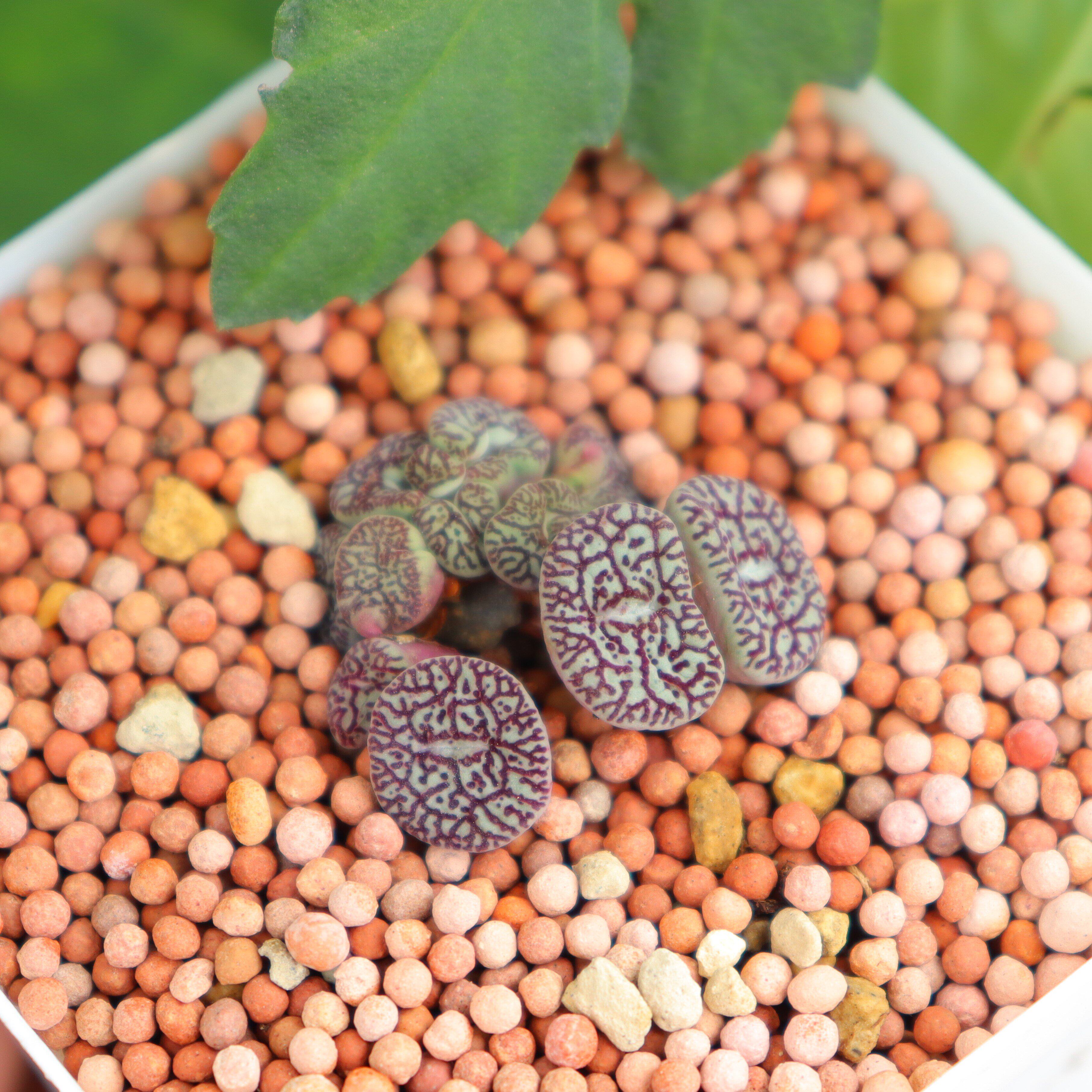 猴脸多肉植物墨小rr714优选纹多年老桩实生开花多肉植物