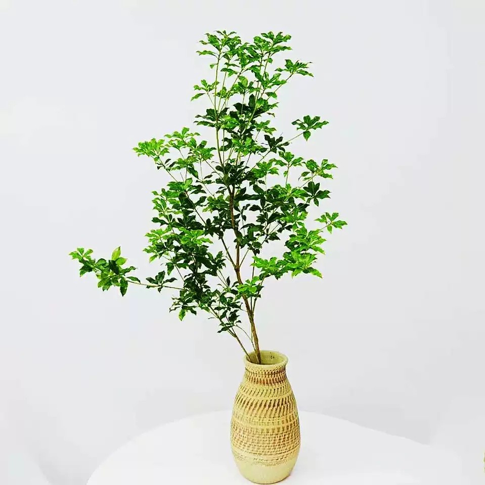 马醉木绿植养花放水摆放客厅水培植物吊钟技鲜鲜花速递同城