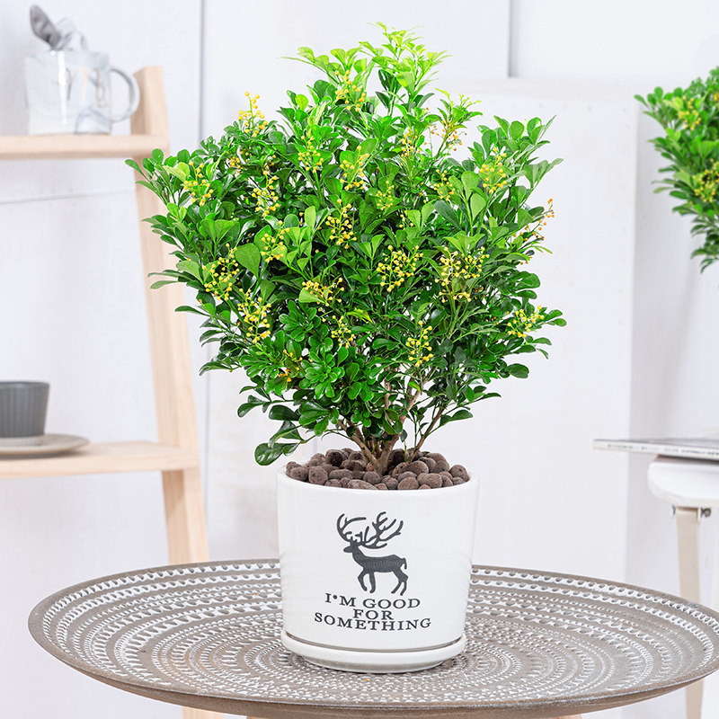 米兰花盆栽花苞四季开花浓香香型阳台香味净化空气绿植