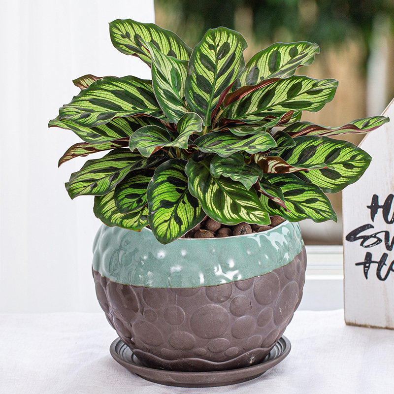 孔雀竹芋盆栽办公办公室室内好养植物甲醛净化空气绿植