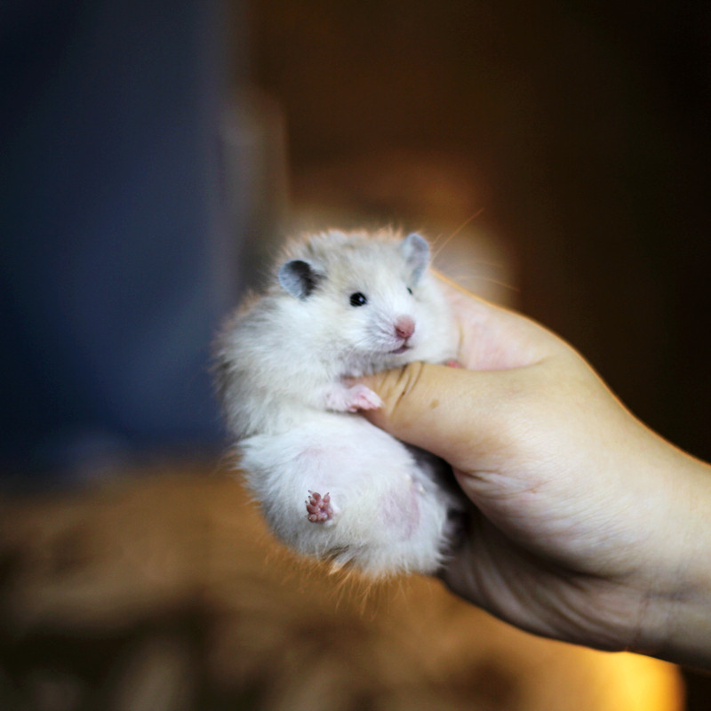 颜值宠物活体弟弟纹公波利黄波利金丝熊长毛家养仓鼠