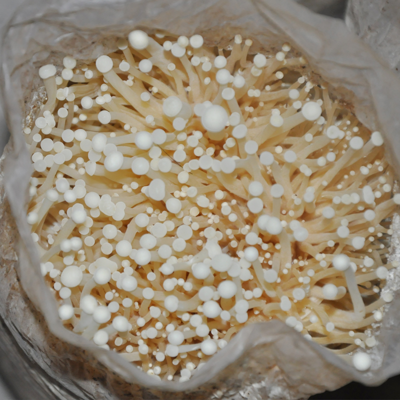金针菇菌包食用菌蘑菇种植包家庭家庭阳台幼儿园菌棒多肉植物