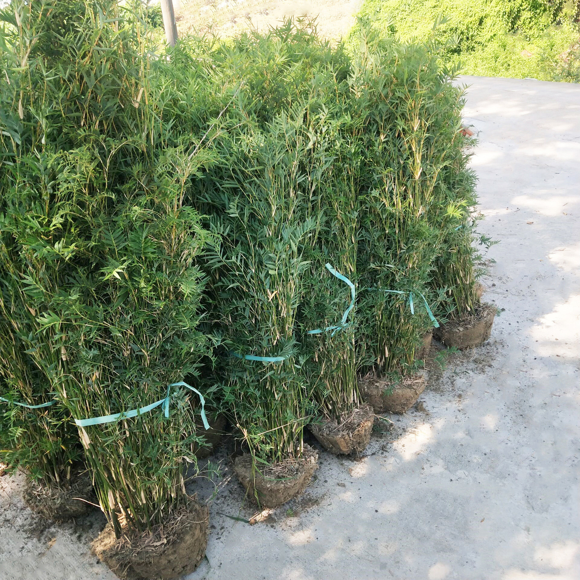 竹子慈孝竹庭庭院丛生盆栽孝顺顺竹室内外绿植时令草本花卉