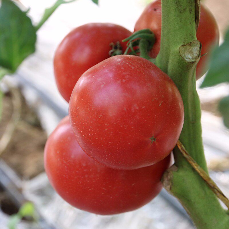 密云原味一号小番茄农家种植自然熟现水果西红柿番茄