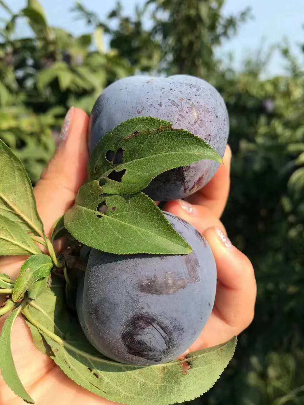 陕西黑布林李子5斤带箱当季水果新鲜包邮整箱脆甜李应季现摘黑李