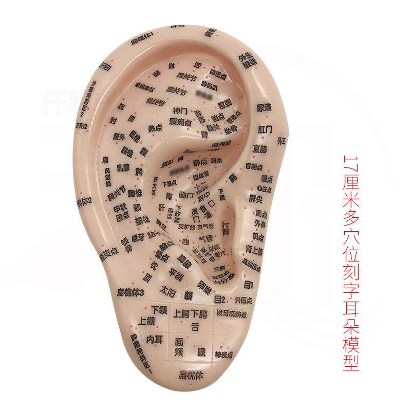 耳朵结构家用教学构造经络耳廓耳钉耳部模型艾灸