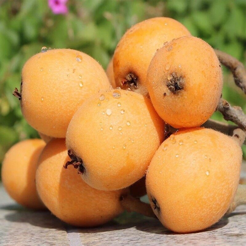 四川攀枝花米易枇杷2斤新鲜水果琵琶果当季琵笆果整箱批杷甜新品5