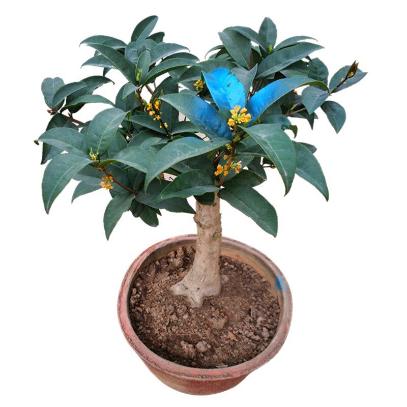 四季桂花盆栽浓香香型天香台盆景原生金桂树苗时令草本花卉