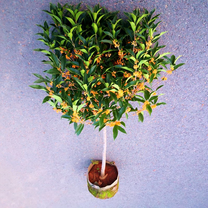 树苗桂花金贵丹桂浓香香型原生高杆庭院红花时令草本花卉