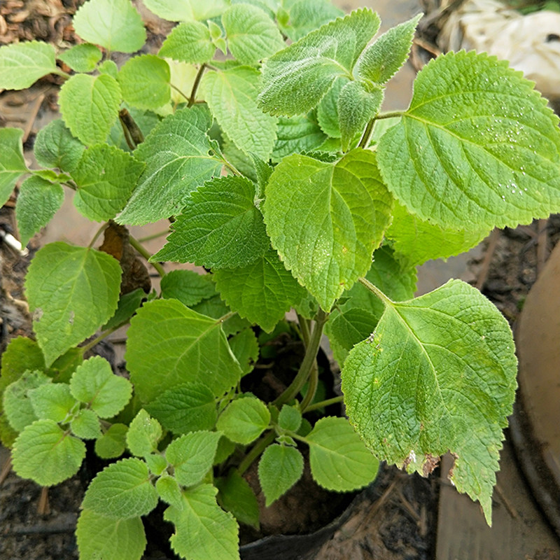 藿香鱼香叶1盆5株炖鲜叶芭蒿五香荷香叶特产叶菜苗绿植