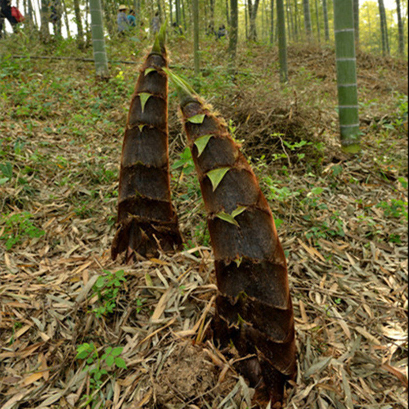 大型楠竹竹子食用竹笋毛竹四季常青绿植户外绿植