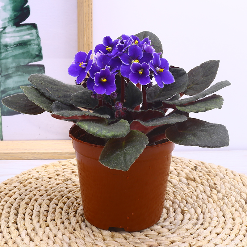 紫罗兰盆栽花卉室内植物好养非洲四季花卉