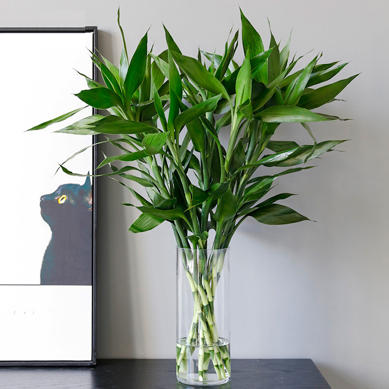 富贵竹水培植物水养客厅招财四季养活室内绿植绿植