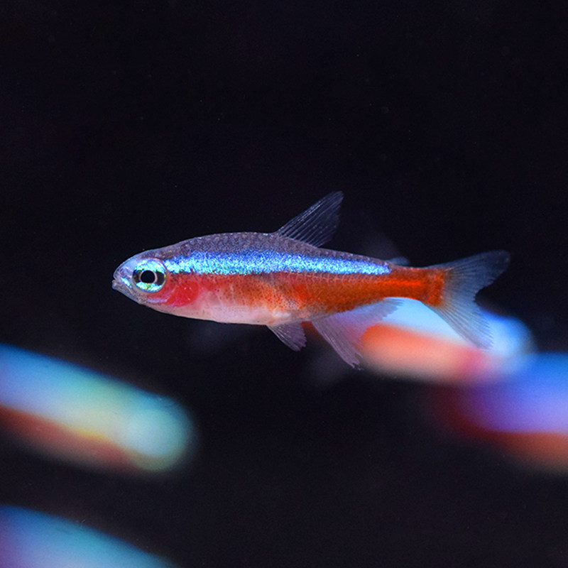 热带鱼观赏鱼灯科活体巴西印尼宝莲灯黑莲霓虹红绿灯鱼
