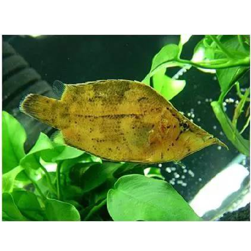 叶鱼又名枯叶叶形鱼多棘叶进口南美稀有野生鱼