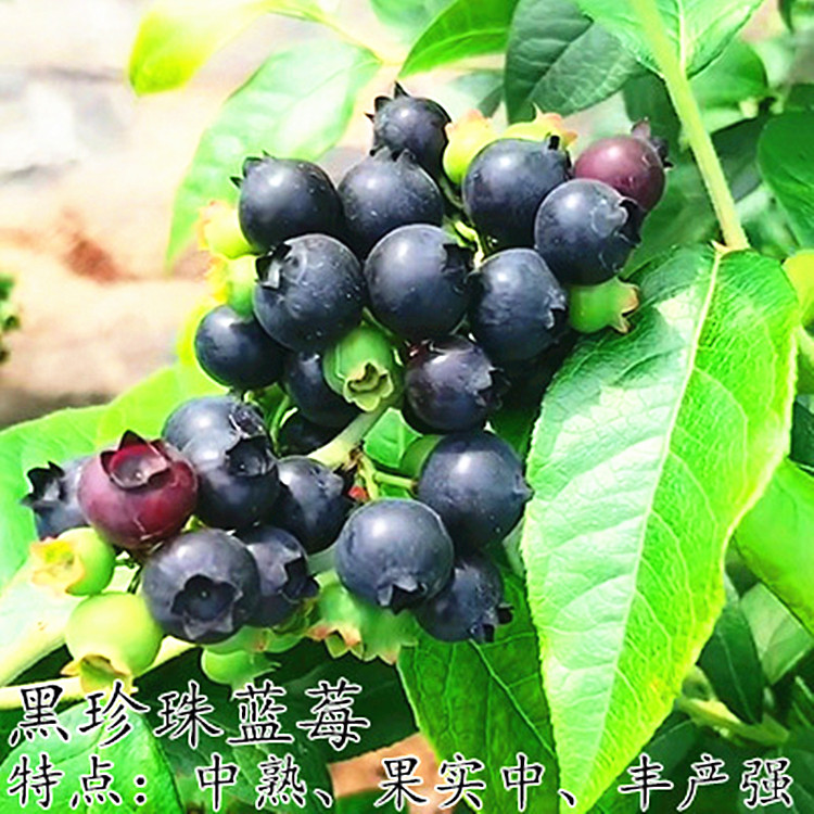蓝莓树苗兔眼黑珍珠果树南方北方种植盆栽地栽果树
