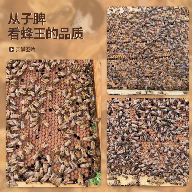 美意蜜浆王意蜂王意蜂蜂王产卵王生产王开产王意蜂新王