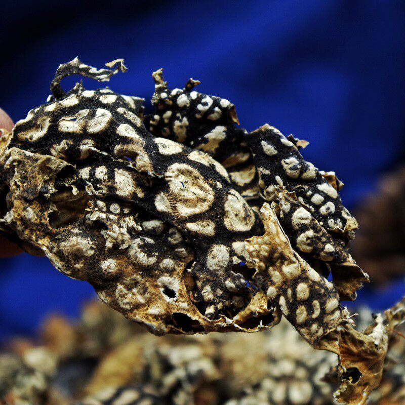 石花中药材乳花石衣梅藓石苔地衣老龙50克满28元其他药食同源食品