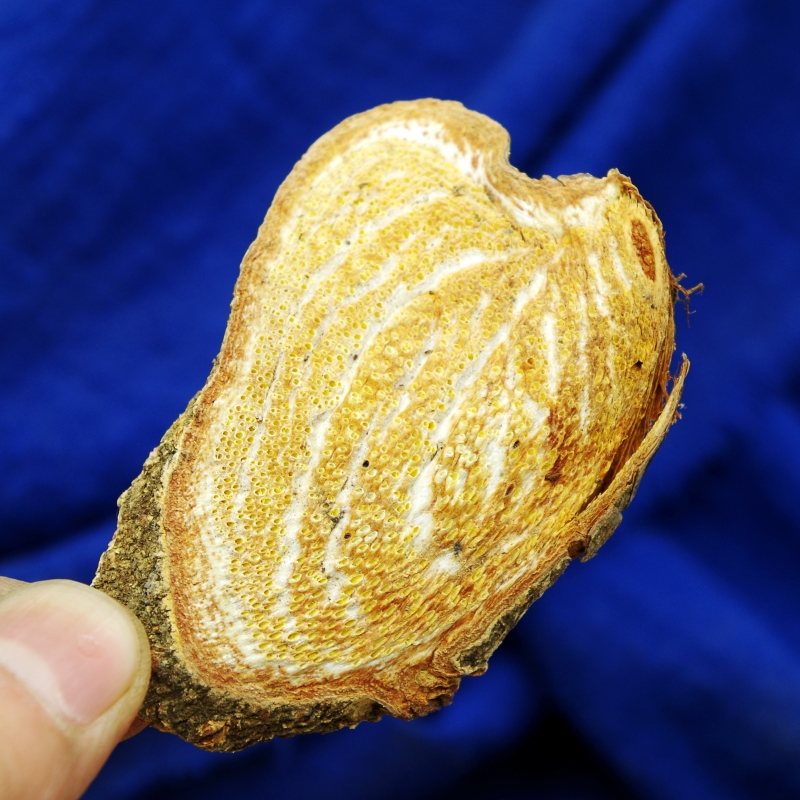 中草药材过江龙过山新货野生过岗500g克过山龙售九其他药食同源食品