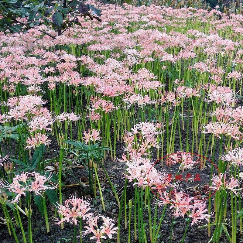 粉色桃花石蒜彼岸彼岸花花种石蒜花曼珠沙华盆栽室内种球