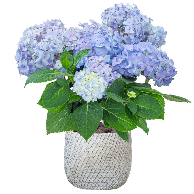 绣球花盆盆栽花苞四季开花阳台庭院植物无尽绣球