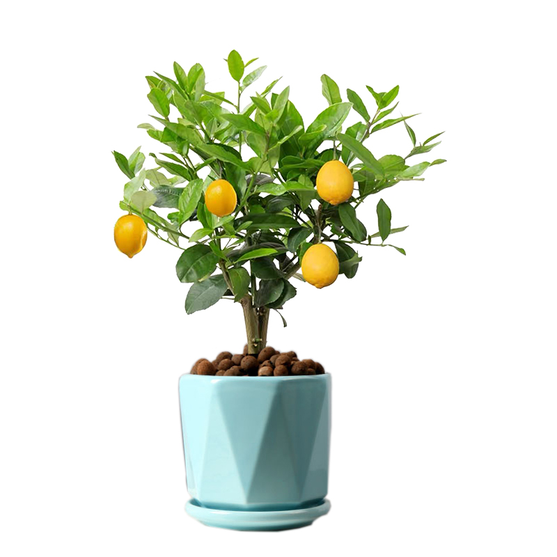 香水柠檬树盆栽室内客厅四季绿植开花花卉带果绿植
