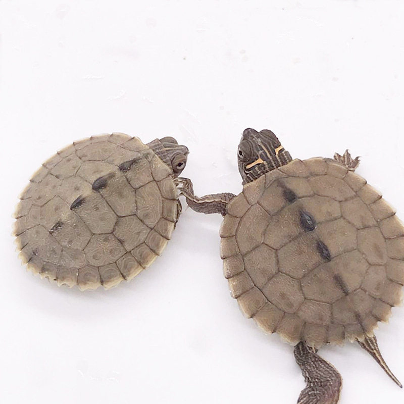 密西西比地图龟黑小乌龟活物活体深水鱼缸混养观赏龟