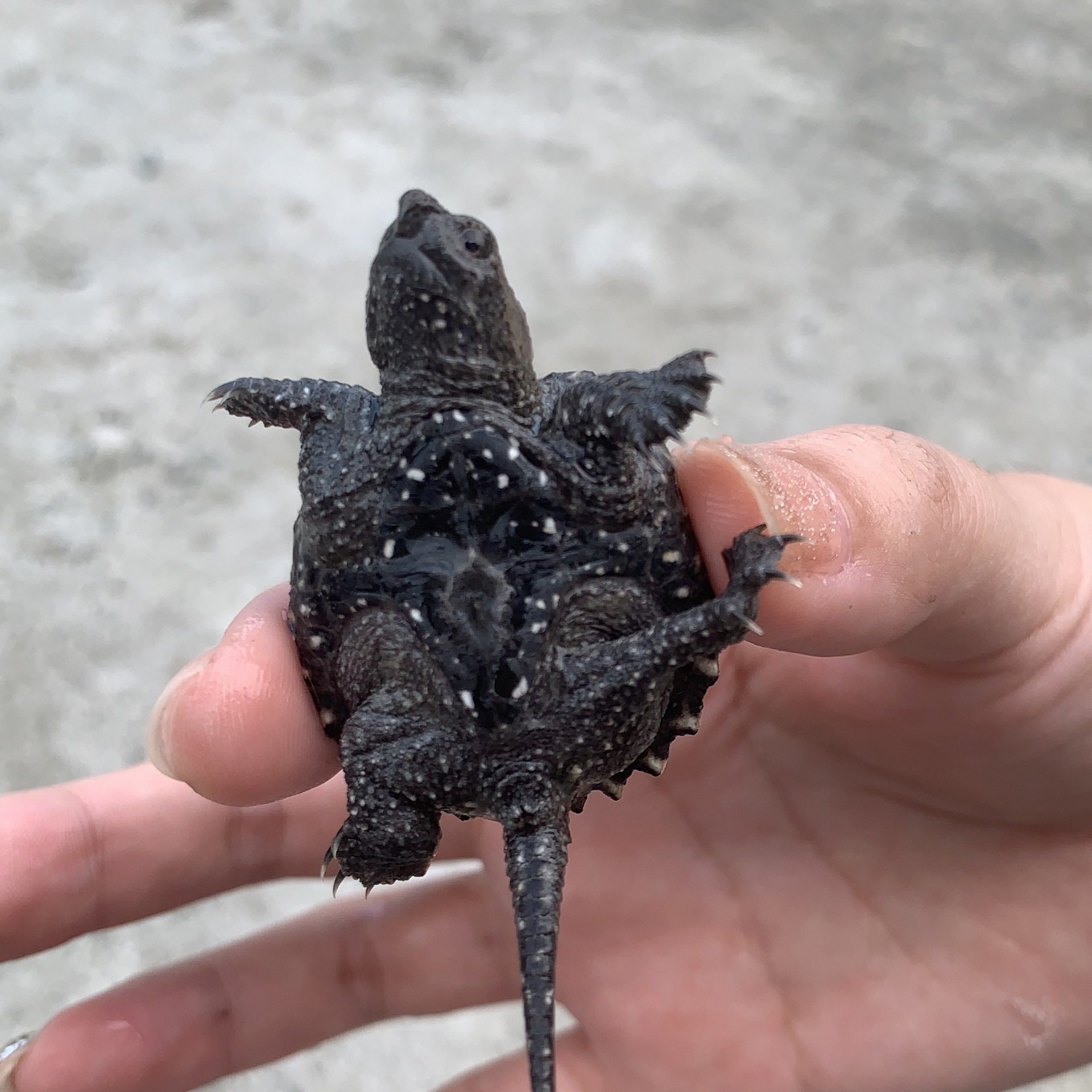 北美小鳄龟苗小乌龟活物活体宠物观赏龟杂食肉龟