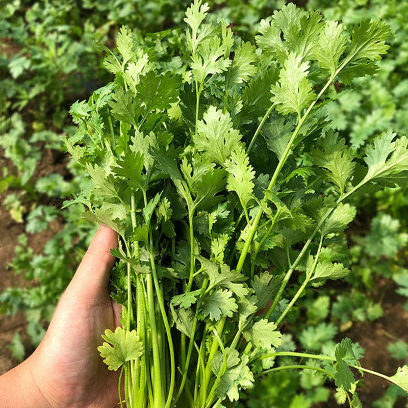 山东大叶香菜芫荽种籽速生春夏秋冬四季阳台盆栽家庭园艺种子