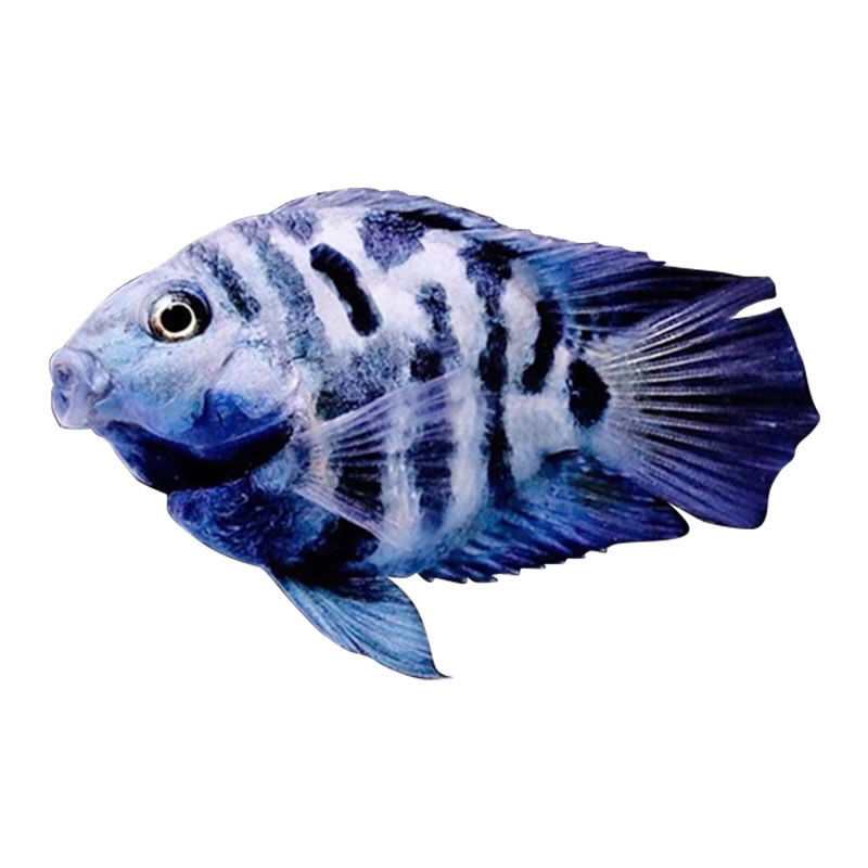 迷你鹦鹉鱼活体小型热带鱼观赏观赏鱼鱼苗白化白金鱼