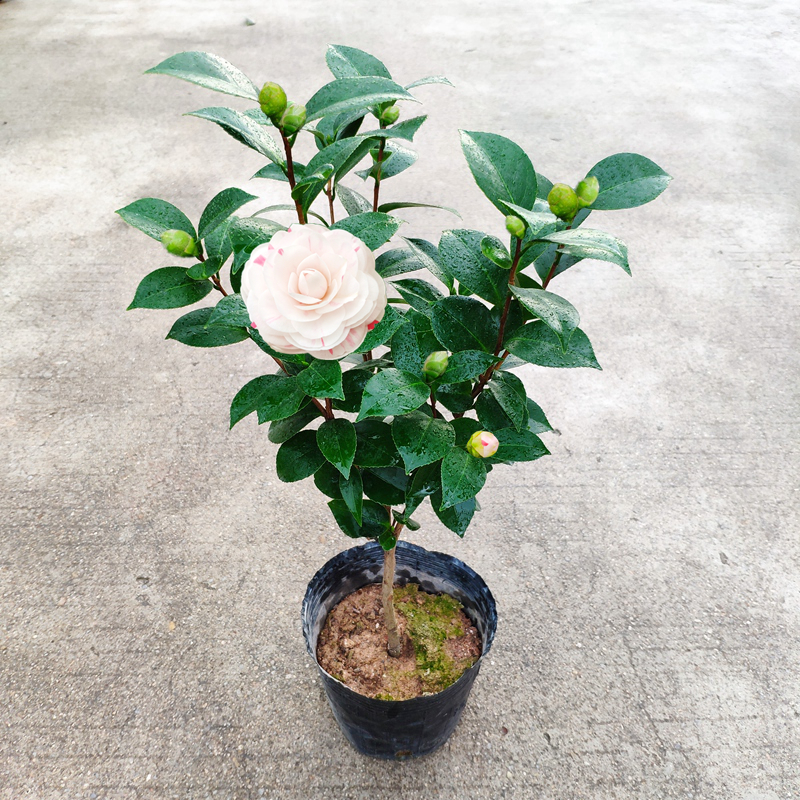 白底十八学士茶花正宗福建经典名贵品种室内时令草本花卉