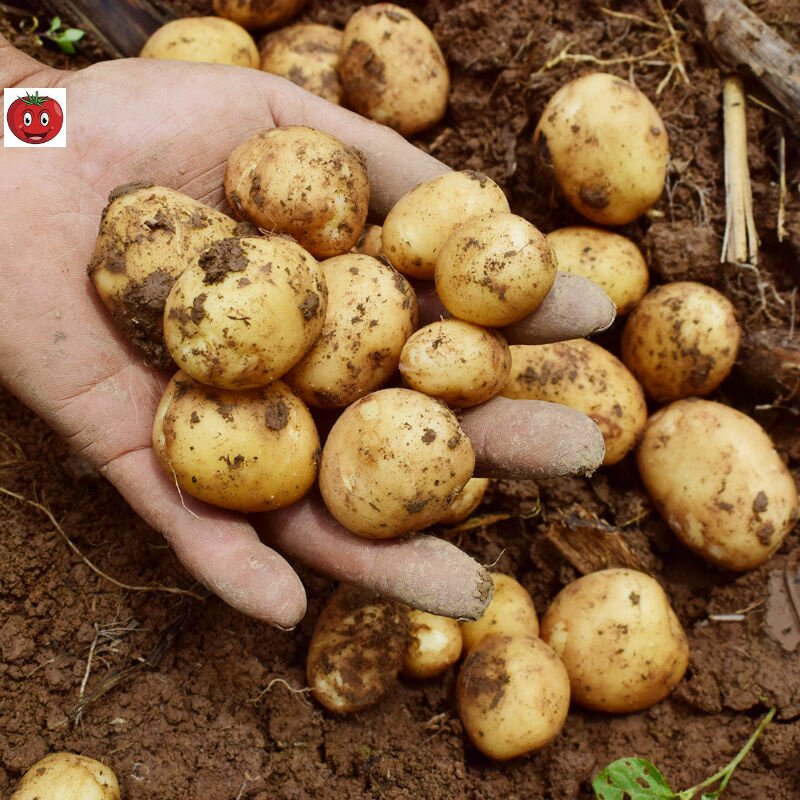 贵州毕节农家自种黄心小土豆威宁本地洋芋高山土豆