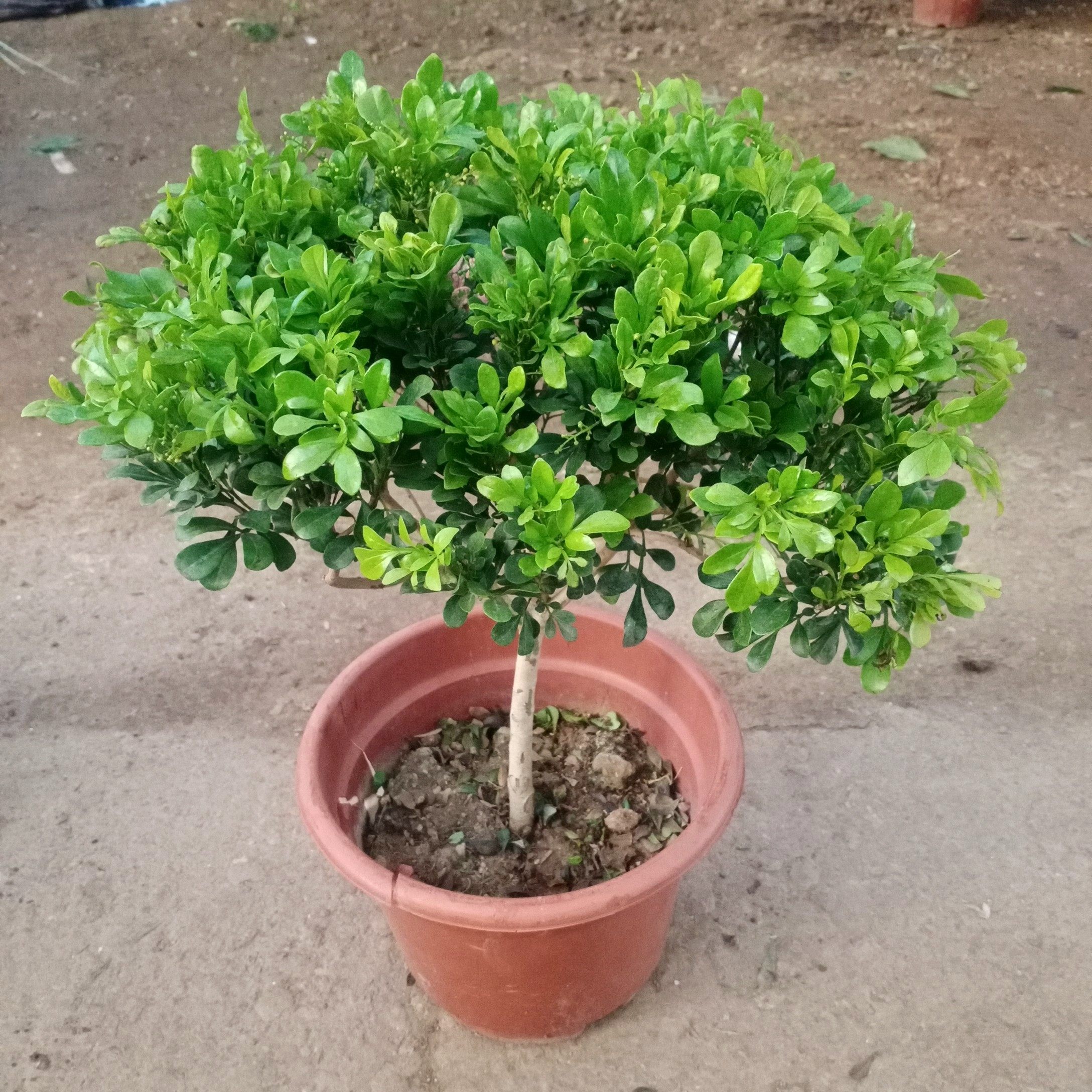 米兰香水盆栽客厅室外浓香香型花卉大棵老桩时令草本花卉