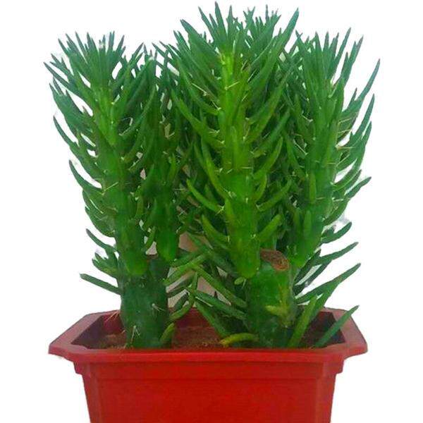 沙漠将军将军狼狼牙棒仙人盆栽防辐射办公室桌面绿植绿植