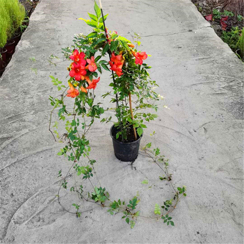 凌霄花盆盆栽花卉新款庭院夏季林霄蔓藤粉色绿植