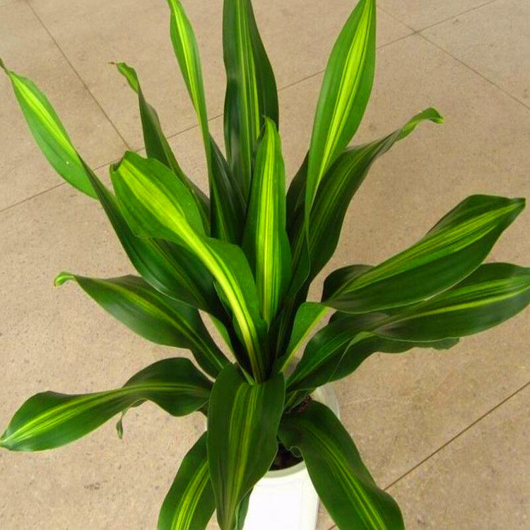 铁树金边叶绿植养活绿植大型观巴西美人金心香龙绿植