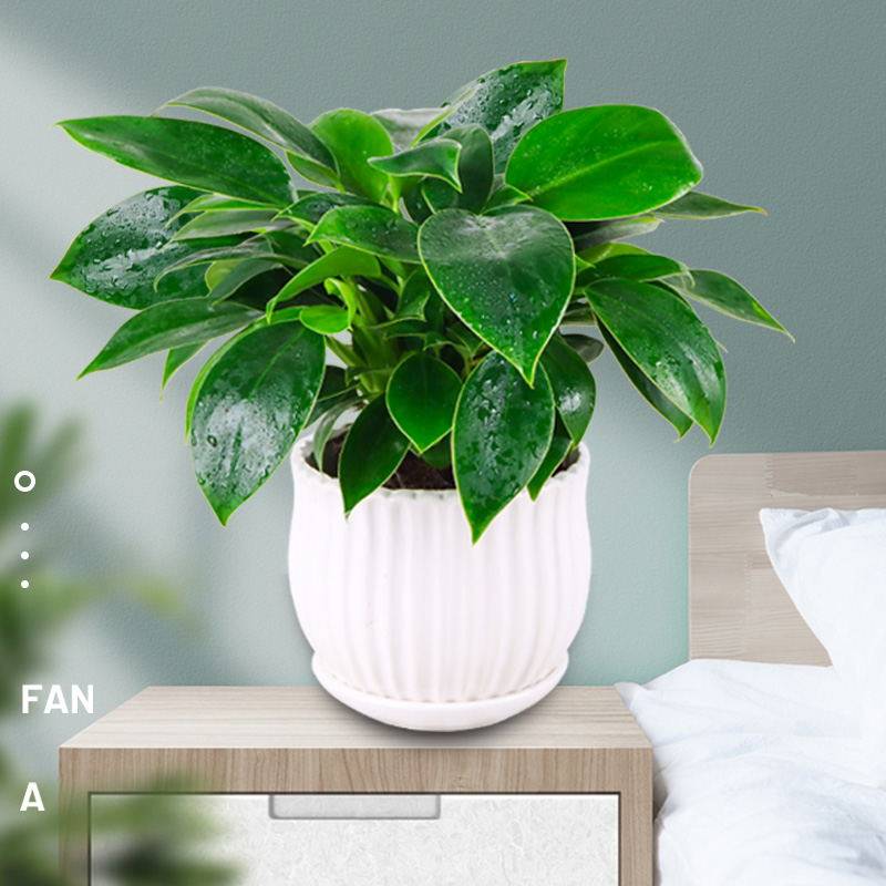 公主大叶金钻盆栽绿植室内新房甲醛花卉净化空气绿植