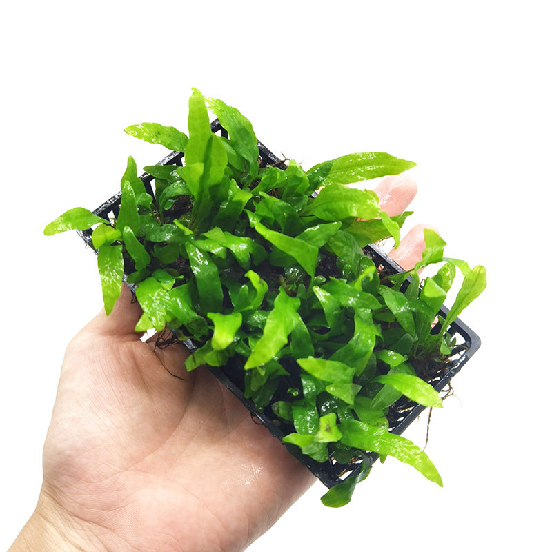 水草鱼缸造景大叶叶绿皇冠植物活体懒人淡水水草