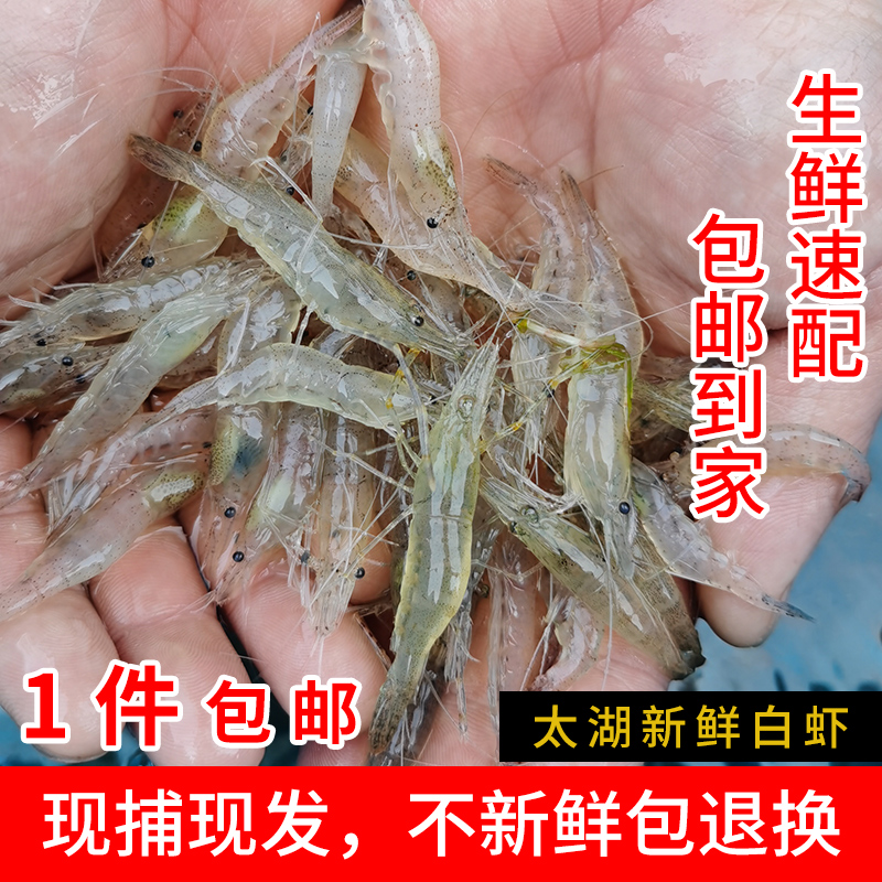 太湖白虾鲜活速冻小河虾生冷冻苏州包邮青虾冻虾