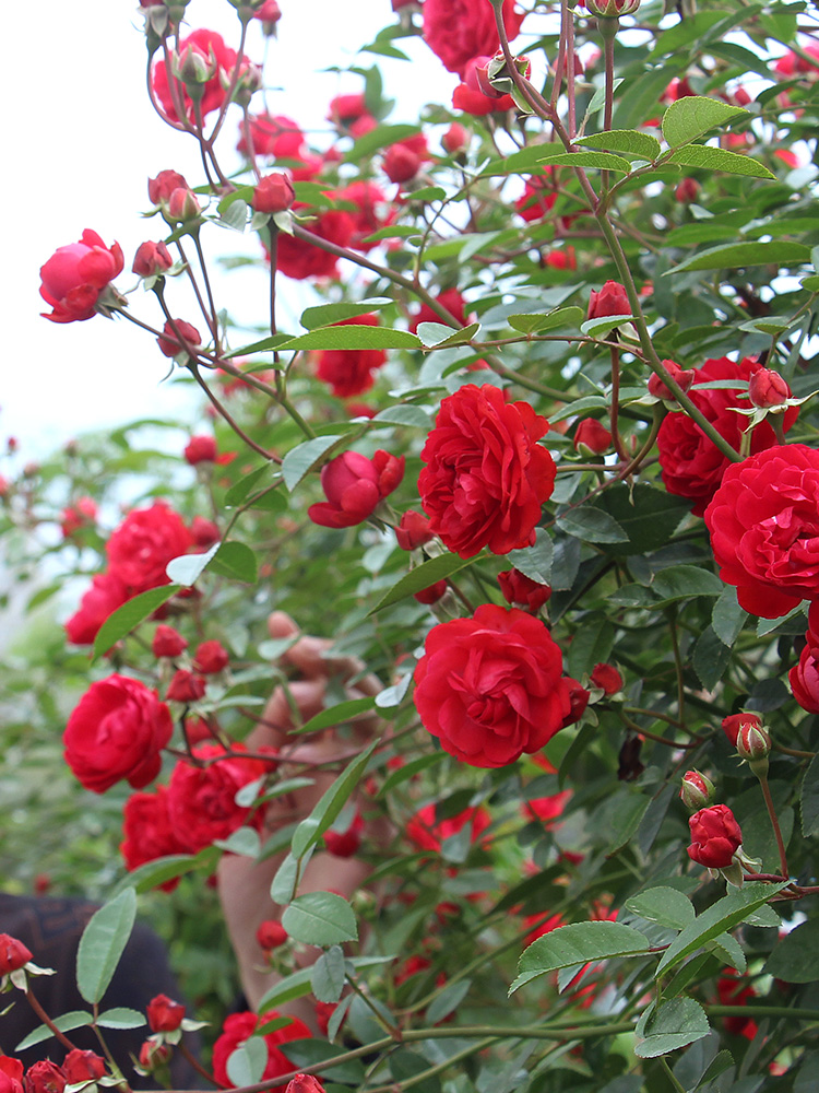 红木香花苗爬藤植物四季开花浓香耐寒庭院