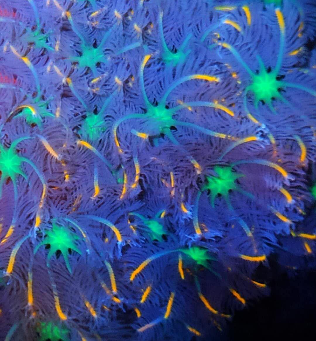 万鱼朝闪千手珊瑚荧光圣诞树大手星花麦穗海水其它水族宠物