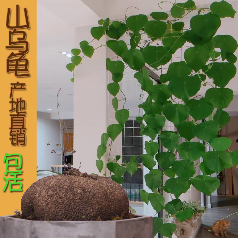 绿藤山乌龟大型室内外网红爬藤植物绿植造景金不换大型绿植