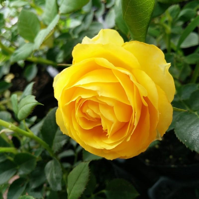 阳光多头月季大花微月盆栽丰花黄色月季花阳台花卉