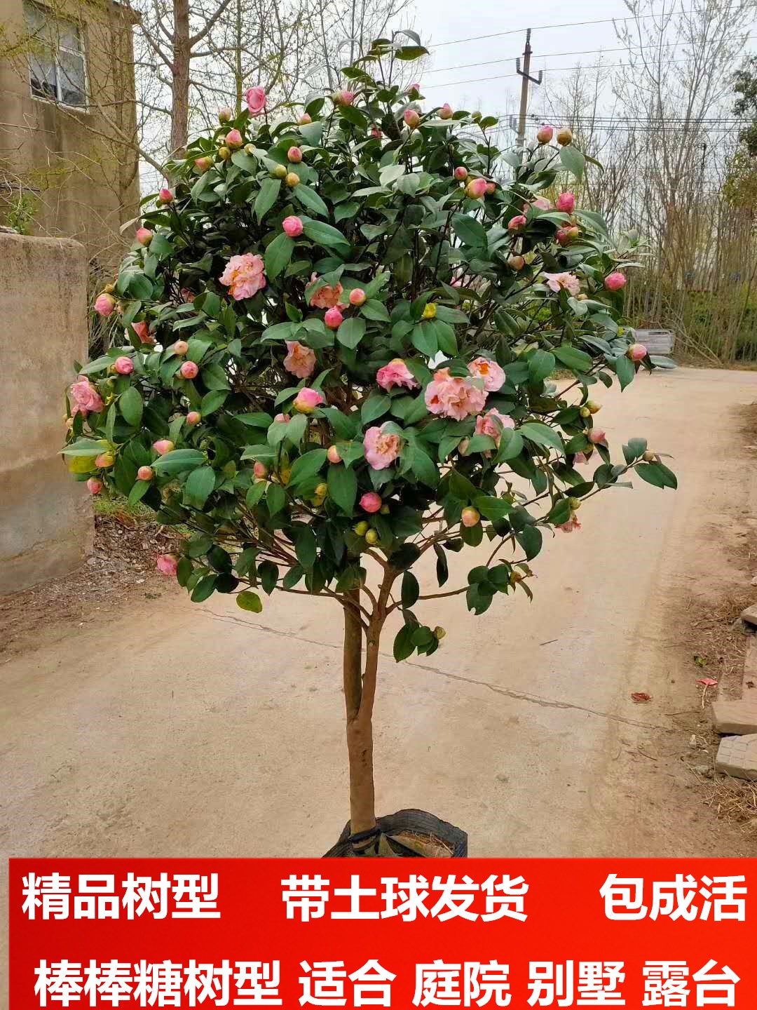 茶花四季常青耐寒花苗庭院大型绿植树苗花苞观叶
